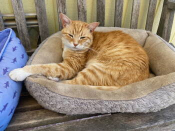 Rescue Domestic Short Hair Cats for Adoption in Escondido, California - Slider | PetCurious