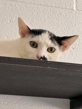 Magpie -  Domestic Short Hair Cat for Adoption in Stafford, Virginia - Magpie | PetCurious