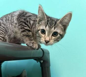 Lisa -  Domestic Short Hair Cat for Adoption in Harbor Springs, Michigan - Lisa | PetCurious