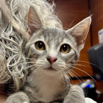 Pebble -  Domestic Short Hair Cat for Adoption in Sonora, California - Pebble | PetCurious