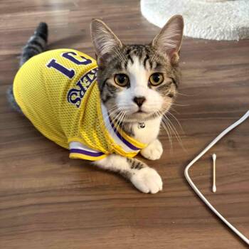 Domestic Short Hair and Tabby Cats Available for Adoption in Manhattan Beach, California - Reggie (Must Go With Patches) | PetCurious