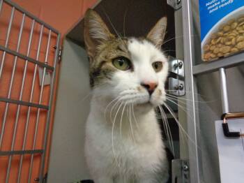 DUMP TRUCK -  Tiger Cat for Adoption in Delhi, New York - DUMP TRUCK | PetCurious
