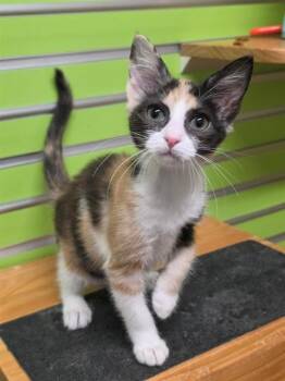 PECAN -  Domestic Short Hair Cat for Adoption in St. Peters, Missouri - PECAN | PetCurious