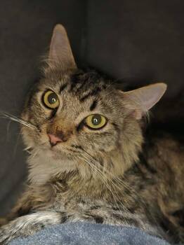 Topsy -  Domestic Short Hair Cat for Adoption in Danielsville, Georgia - Topsy | PetCurious