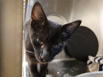 ZEPHYR -  Domestic Short Hair Cat for Adoption in Martinez, California - ZEPHYR | PetCurious