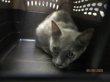 STARLIGHT -  Domestic Short Hair Cat for Adoption in Oklahoma City, Oklahoma - STARLIGHT | PetCurious