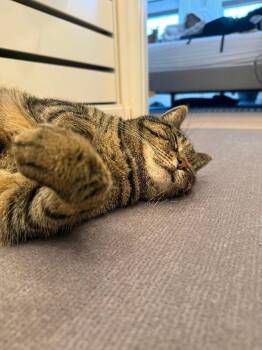 Rosie -  Domestic Short Hair Cat for Adoption - Rosie | PetCurious