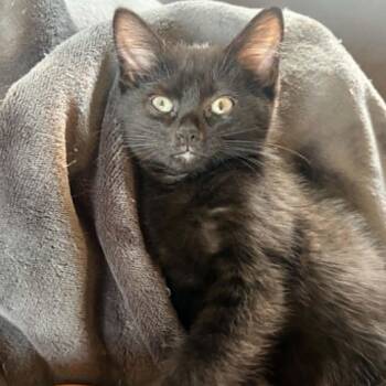 Night -  Domestic Short Hair Cat for Adoption in Prairie Du Chien, Wisconsin - Night | PetCurious