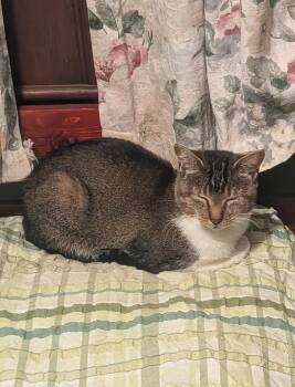 Rescue Domestic Short Hair Cats for Adoption in Boston, Massachusetts - Pumpkin Bread | PetCurious