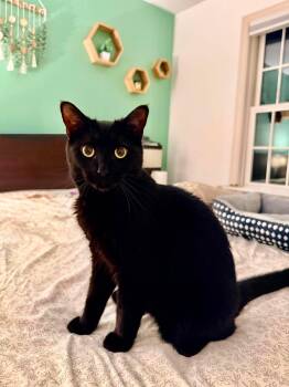 Titan -  Domestic Short Hair Cat for Adoption in Greensburg, Pennsylvania - Titan | PetCurious