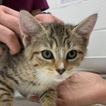 Arachne -  Domestic Short Hair Cat for Adoption in Corpus Christi, Texas - Arachne | PetCurious