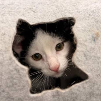 Bong -  Domestic Short Hair Cat for Adoption in Gainesville, Florida - Bong | PetCurious