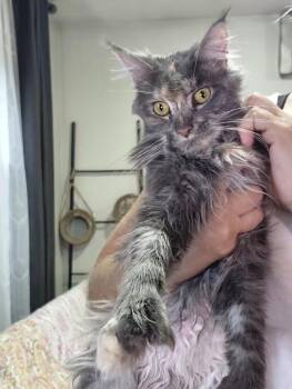 Riva -  Maine Coon Cat for Adoption in Northlake, Illinois - Riva | PetCurious