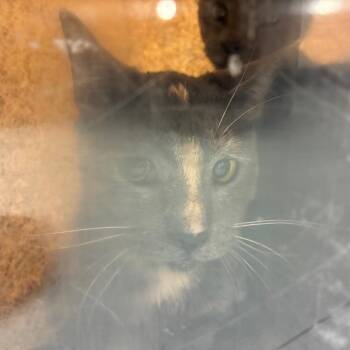 Ash 22 -  Domestic Short Hair Cat for Adoption in Philadelphia, Pennsylvania - Ash 22 | PetCurious