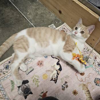 Simba -  Domestic Short Hair Cat for Adoption in Richmond, Virginia - Simba | PetCurious
