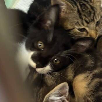 Finnie -  Domestic Short Hair Cat for Adoption in Jeffersonville, Indiana - Finnie | PetCurious