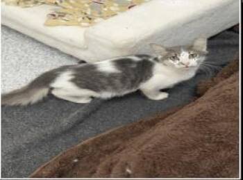 Zuko -  Domestic Medium Hair and Domestic Short Hair Cat for Adoption in Largo, Florida - Zuko | PetCurious