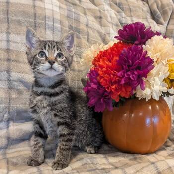 Fleece -  Domestic Short Hair Cat for Adoption in La Grange, Kentucky - Fleece | PetCurious