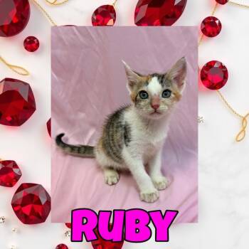 Ruby -  Domestic Short Hair Cat for Adoption in Royse City, Texas - Ruby | PetCurious