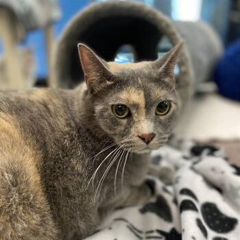 Stellar -  Domestic Medium Hair and Mixed Breed Cat for Adoption in Cheyenne, Wyoming - Stellar | PetCurious