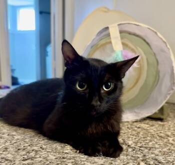 Rescue Domestic Short Hair Cats for Adoption in Fort Worth, Texas - Marigold | PetCurious