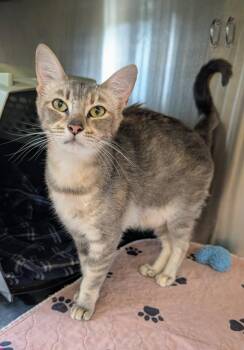 Bijoux -  Domestic Short Hair Cat for Adoption in Sechelt, British Columbia - Bijoux | PetCurious