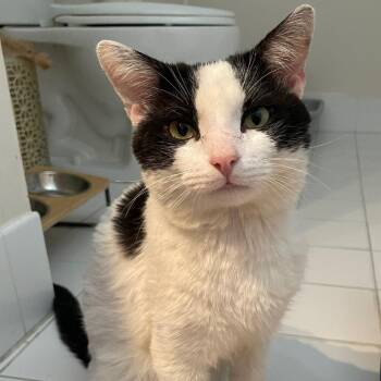 Domestic Short Hair Cats Available for Adoption in Buffalo, New York - Checkers | PetCurious