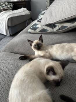 Raven -  Siamese Cat for Adoption in Vancouver, Washington - Raven | PetCurious