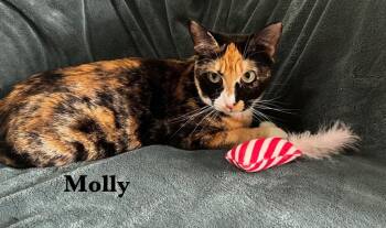 Rescue Domestic Short Hair Cats for Adoption in The Woodlands, Texas - Molly | PetCurious