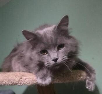 Major -  Domestic Long Hair and Domestic Short Hair Cat for Adoption in Verona, Wisconsin - Major | PetCurious