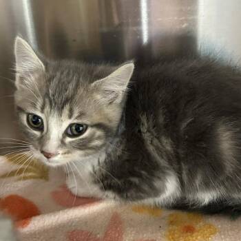 Domestic Short Hair Cats Available for Adoption in Knoxville, Tennessee - Serena | PetCurious