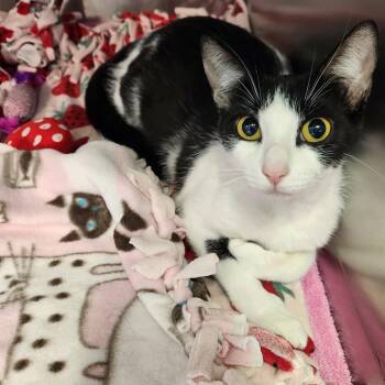 Jennifer -  Domestic Short Hair Cat Available for Adoption - Jennifer | PetCurious
