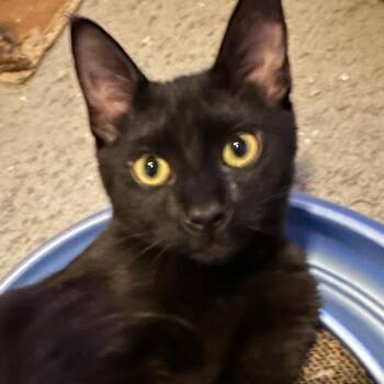 Demoman Roswell -  Domestic Short Hair Cat for Adoption in Denver, Colorado - Demoman Roswell | PetCurious