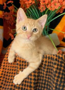 5/2/26 Charlie -  Domestic Short Hair Cat for Adoption in Stillwater, Oklahoma - 5/2/26 Charlie | PetCurious