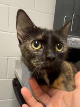Cora -  Domestic Short Hair Cat for Adoption in Henderson, North Carolina - Cora | PetCurious