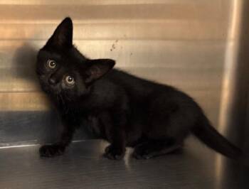 Yoda -  Domestic Short Hair Cat for Adoption in Columbia, Tennessee - Yoda | PetCurious