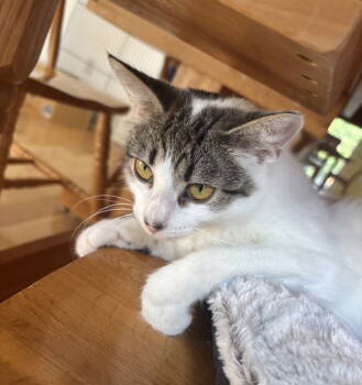 Rescue Domestic Short Hair and Tabby Cats for Adoption in Traverse City, Michigan - Sissy | PetCurious