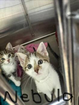 Nebula -  Domestic Short Hair Cat for Adoption in Shorewood, Illinois - Nebula | PetCurious