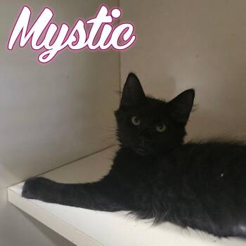 Mystic -  Domestic Long Hair Cat for Adoption in Hillsboro, Ohio - Mystic | PetCurious