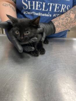 Rescue Domestic Short Hair Cats for Adoption in Irving, Texas - Sling Shot | PetCurious