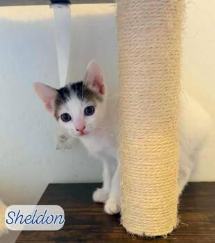 Sheldon Shamrock -  Domestic Short Hair and Tabby Cat for Adoption in Chandler, Arizona - Sheldon Shamrock | PetCurious