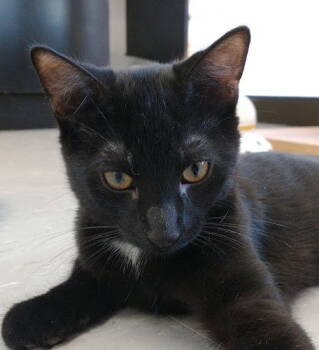 Rescue Domestic Short Hair Cats for Adoption in Richmond Hill, Ontario - Joey (+Isabella) | PetCurious