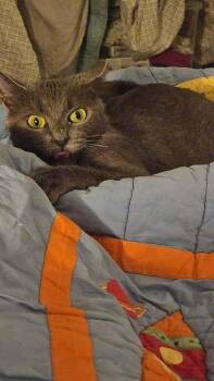 Lina -  Domestic Short Hair Cat for Adoption in Salisbury, North Carolina - Lina | PetCurious
