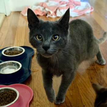 Domestic Short Hair Cats Available for Adoption - Macho | PetCurious