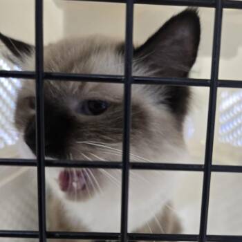 Kanoa -  Domestic Short Hair and Siamese Cat for Adoption in Newark, New Jersey - Kanoa | PetCurious
