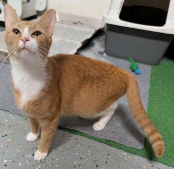 Domestic Short Hair Cats Available for Adoption in Johnson City, Tennessee - Galina | PetCurious