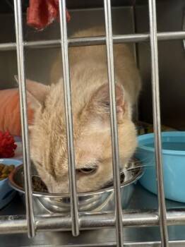 Neil -  Domestic Short Hair Cat for Adoption in Longmont, Colorado - Neil | PetCurious