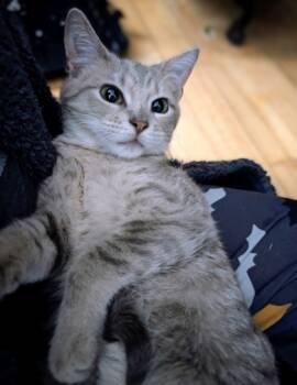 Rescue Domestic Short Hair Cats for Adoption in Montreal, Quebec - Casper (Collier Jaune) | PetCurious
