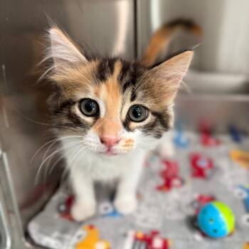 Claudia -  Domestic Long Hair Cat for Adoption in Bradenton, Florida - Claudia | PetCurious