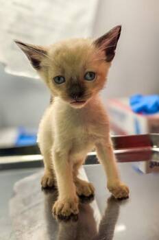 Dougie -  Domestic Short Hair Cat for Adoption in Fresno, California - Dougie | PetCurious